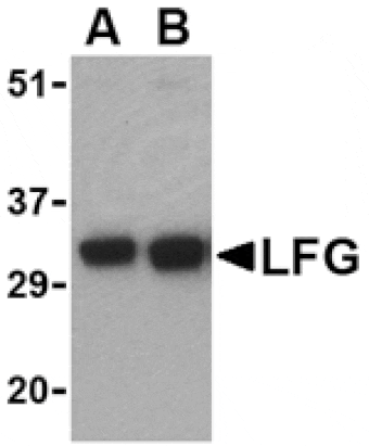 Western blot - LFG Antibody from Signalway Antibody (24110) - Antibodies.com