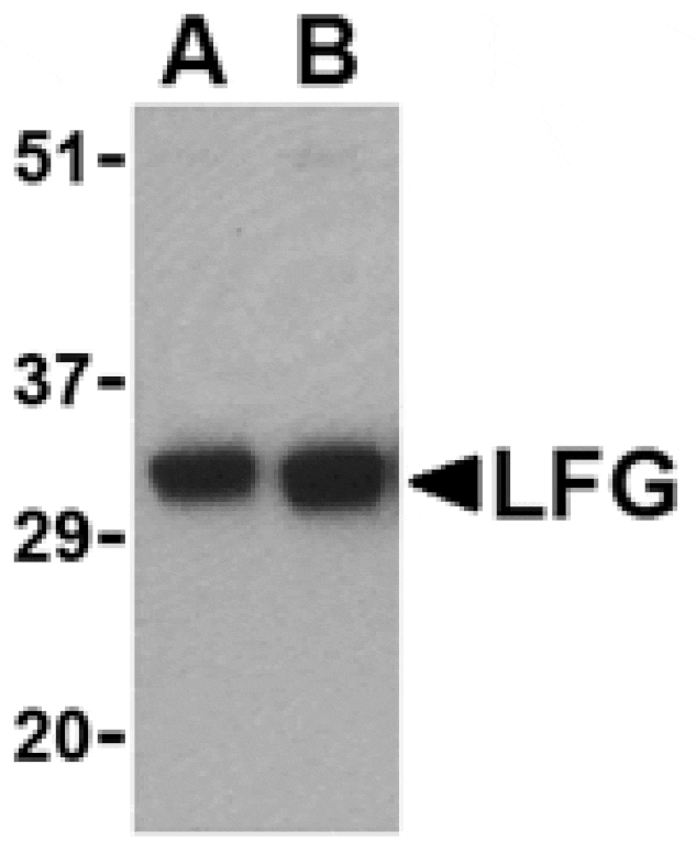 Western blot - LFG Antibody from Signalway Antibody (24110) - Antibodies.com