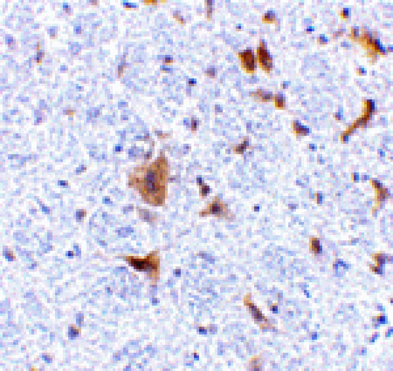 Immunohistochemistry - LFG Antibody from Signalway Antibody (24110) - Antibodies.com