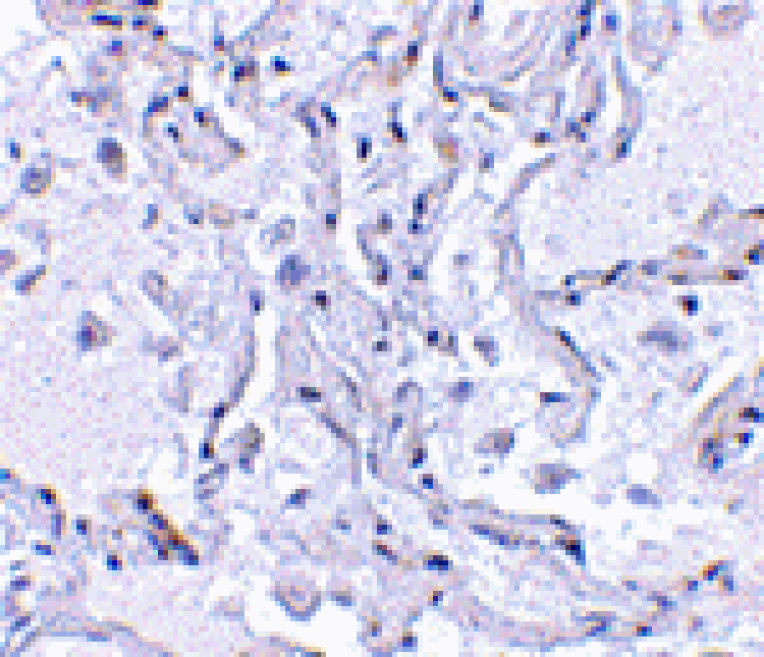 Immunohistochemistry - TP1 Antibody from Signalway Antibody (24124) - Antibodies.com