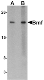 Western blot - Bmf Antibody from Signalway Antibody (24170) - Antibodies.com