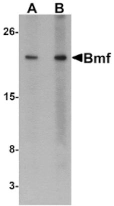 Western blot - Bmf Antibody from Signalway Antibody (24170) - Antibodies.com