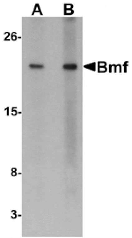 Western blot - Bmf Antibody from Signalway Antibody (24170) - Antibodies.com