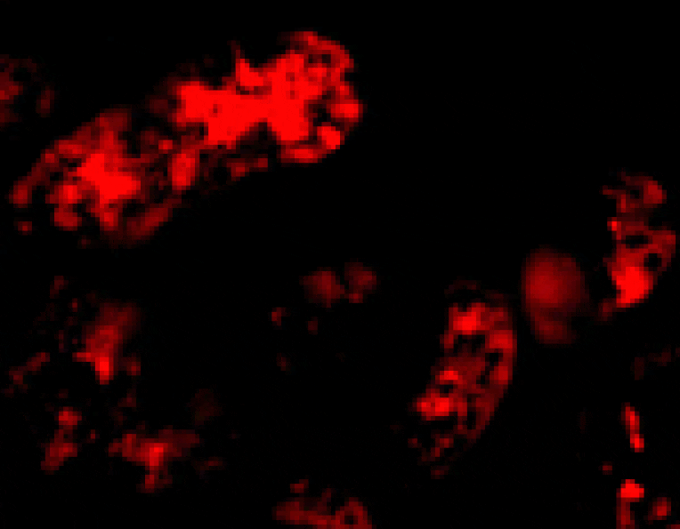 Immunofluorescence - Bmf Antibody from Signalway Antibody (24170) - Antibodies.com