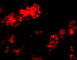 Immunofluorescence - Bmf Antibody from Signalway Antibody (24170) - Antibodies.com