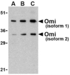 Western blot - OMI Antibody from Signalway Antibody (24178) - Antibodies.com