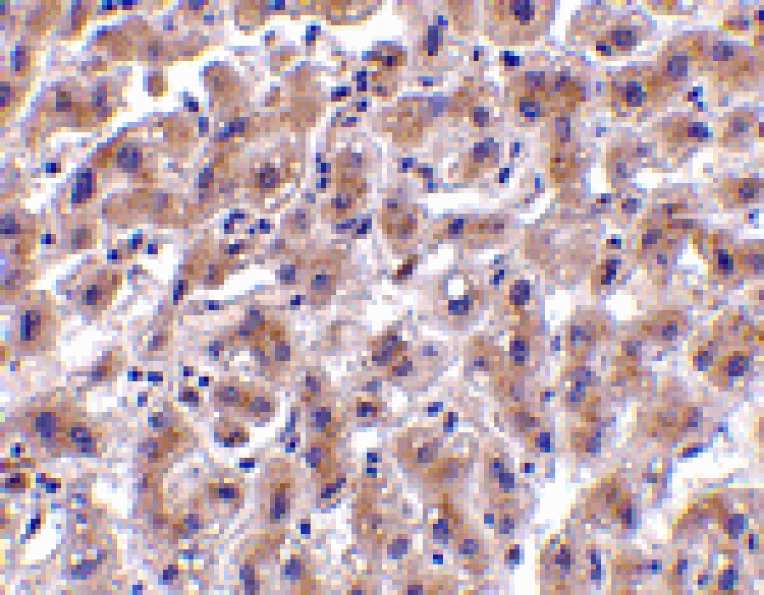 Immunohistochemistry - OMI Antibody from Signalway Antibody (24178) - Antibodies.com