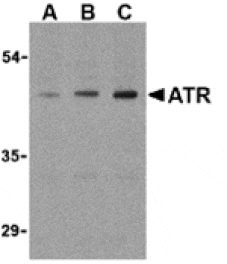 Western blot - ATR Antibody from Signalway Antibody (24188) - Antibodies.com