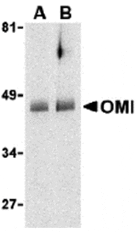 Western blot - OMI Antibody from Signalway Antibody (24241) - Antibodies.com