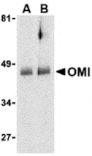 Western blot - OMI Antibody from Signalway Antibody (24241) - Antibodies.com