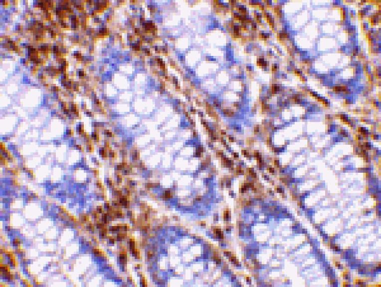 Immunohistochemistry - OMI Antibody from Signalway Antibody (24241) - Antibodies.com
