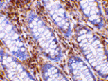 Immunohistochemistry - OMI Antibody from Signalway Antibody (24241) - Antibodies.com