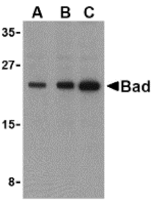 Western blot - BAD Antibody from Signalway Antibody (24248) - Antibodies.com