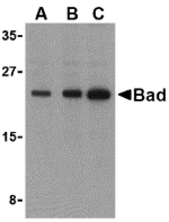 Western blot - BAD Antibody from Signalway Antibody (24248) - Antibodies.com