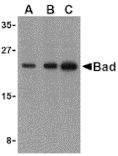 Western blot - BAD Antibody from Signalway Antibody (24248) - Antibodies.com