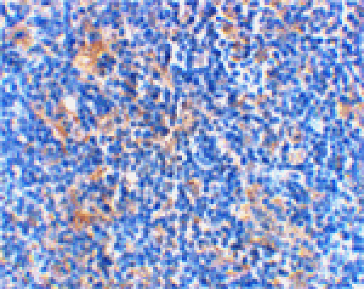 Immunohistochemistry - BAD Antibody from Signalway Antibody (24248) - Antibodies.com