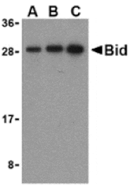 Western blot - Bid Antibody from Signalway Antibody (24251) - Antibodies.com