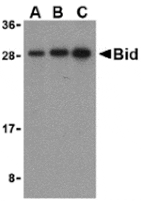 Western blot - Bid Antibody from Signalway Antibody (24251) - Antibodies.com