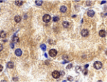 Immunohistochemistry - ST2 Antibody from Signalway Antibody (24255) - Antibodies.com