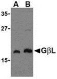 Western blot - GBL Antibody from Signalway Antibody (24305) - Antibodies.com