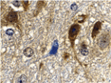 Immunohistochemistry - GBL Antibody from Signalway Antibody (24305) - Antibodies.com