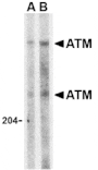 Western blot - ATM Antibody from Signalway Antibody (24457) - Antibodies.com