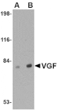 Western blot - VGF Antibody from Signalway Antibody (24686) - Antibodies.com