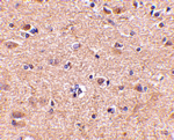 Immunohistochemistry - VGF Antibody from Signalway Antibody (24686) - Antibodies.com