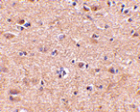 Immunohistochemistry - VGF Antibody from Signalway Antibody (24686) - Antibodies.com