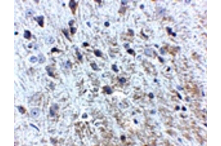 Immunohistochemistry - APP Antibody from Signalway Antibody (24877) - Antibodies.com