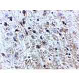 Immunohistochemistry - APP Antibody from Signalway Antibody (24877) - Antibodies.com