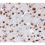 Immunohistochemistry - FTO Antibody from Signalway Antibody (24880) - Antibodies.com
