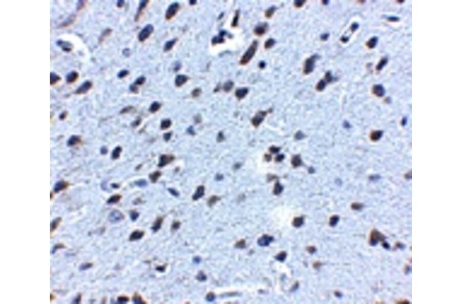 Immunohistochemistry - APP Antibody from Signalway Antibody (24883) - Antibodies.com