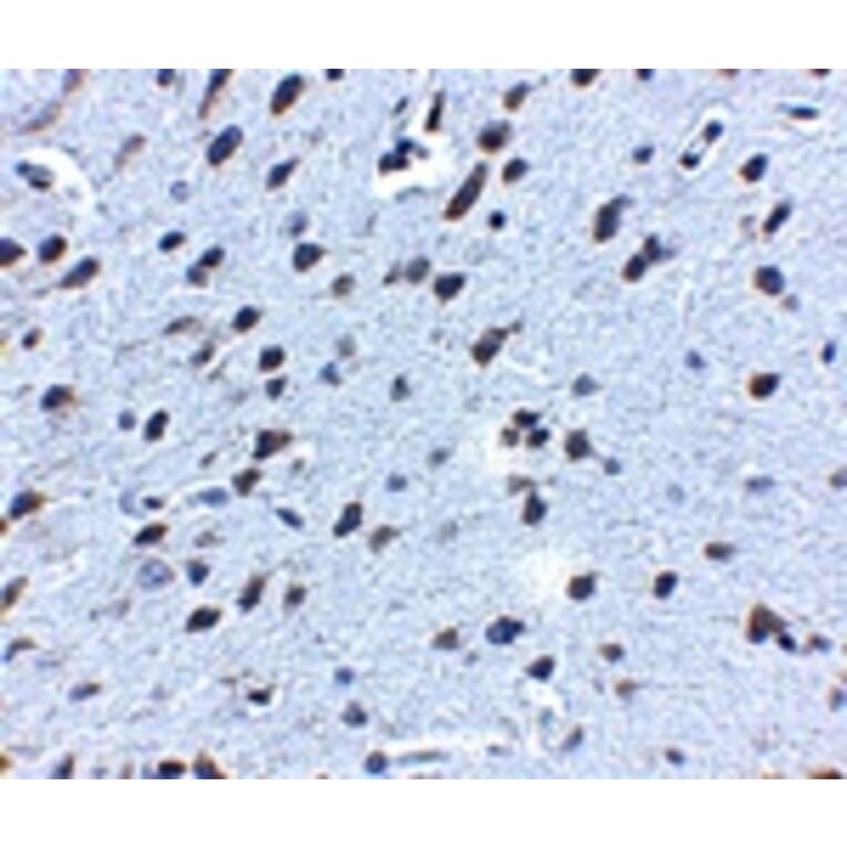 Immunohistochemistry - APP Antibody from Signalway Antibody (24883) - Antibodies.com