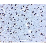 Immunohistochemistry - APP Antibody from Signalway Antibody (24883) - Antibodies.com