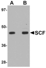 Western blot - SCF Antibody from Signalway Antibody (24894) - Antibodies.com