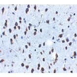 Immunohistochemistry - SCF Antibody from Signalway Antibody (24894) - Antibodies.com