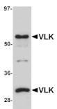 Western blot - VLK Antibody from Signalway Antibody (25033) - Antibodies.com