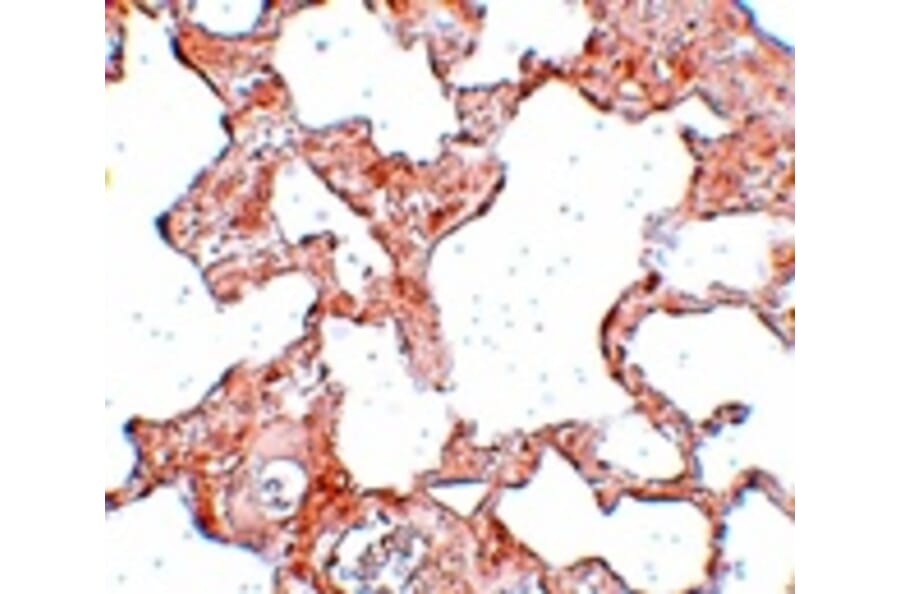 Immunohistochemistry - VLK Antibody from Signalway Antibody (25033) - Antibodies.com