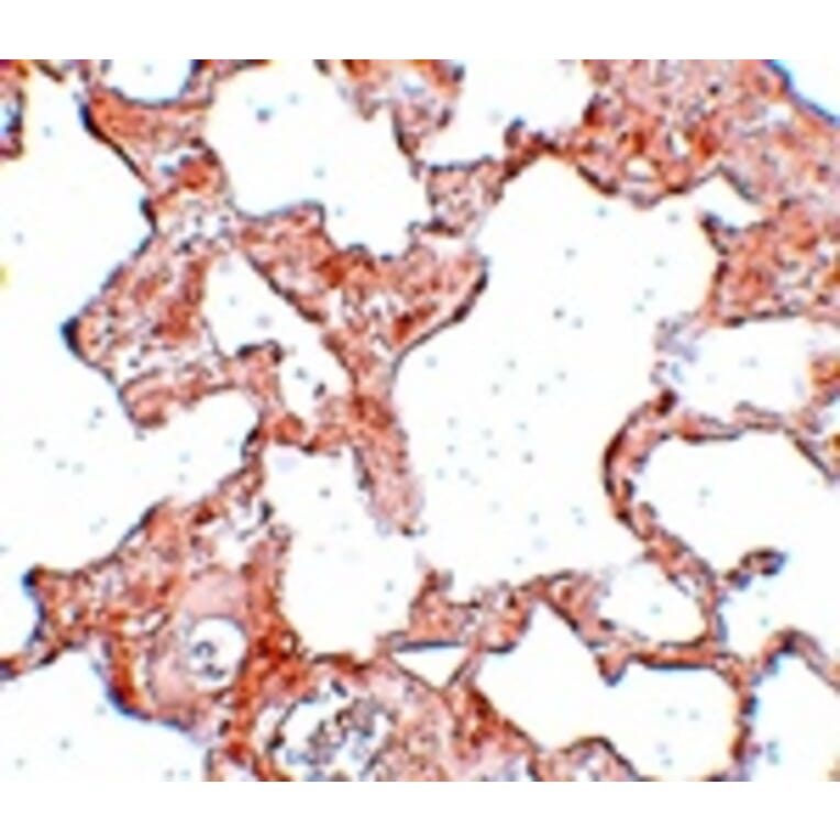 Immunohistochemistry - VLK Antibody from Signalway Antibody (25033) - Antibodies.com