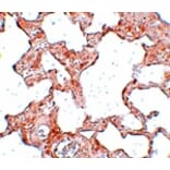 Immunohistochemistry - VLK Antibody from Signalway Antibody (25033) - Antibodies.com