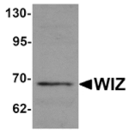 Western blot - WIZ Antibody from Signalway Antibody (25241) - Antibodies.com