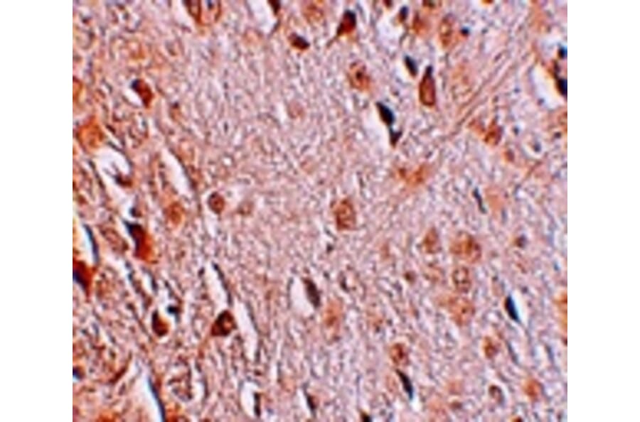 Immunohistochemistry - WIZ Antibody from Signalway Antibody (25241) - Antibodies.com