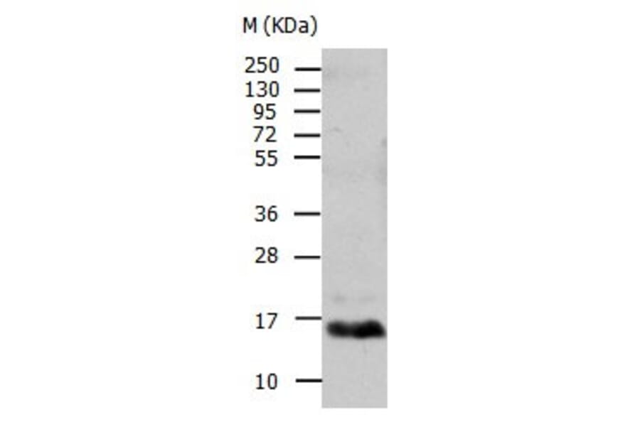 TTR Antibody from Signalway Antibody (31034) - Antibodies.com