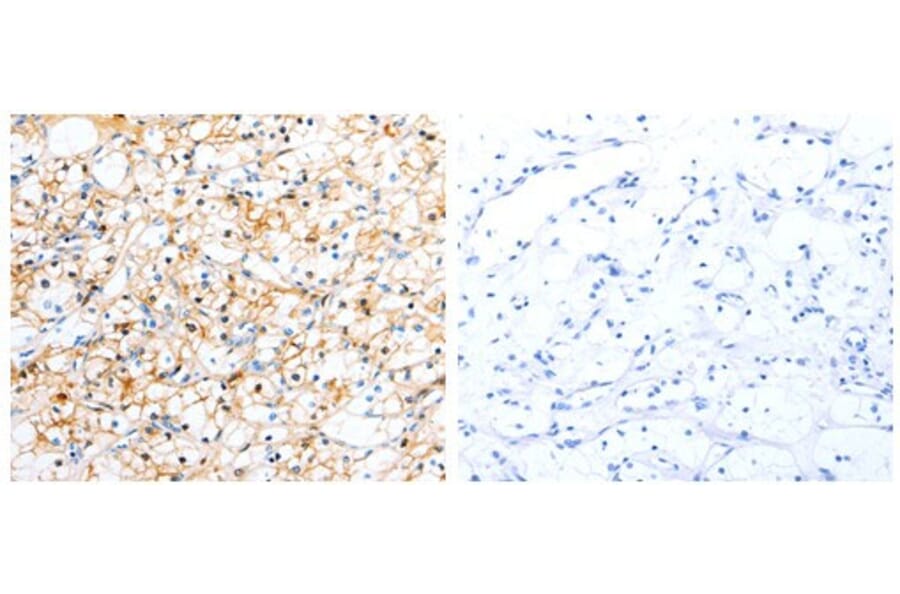 TTR Antibody from Signalway Antibody (31034) - Antibodies.com