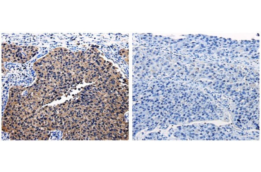 BID Antibody from Signalway Antibody (31037) - Antibodies.com