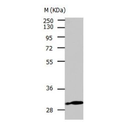 CA3 Antibody from Signalway Antibody (31045) - Antibodies.com