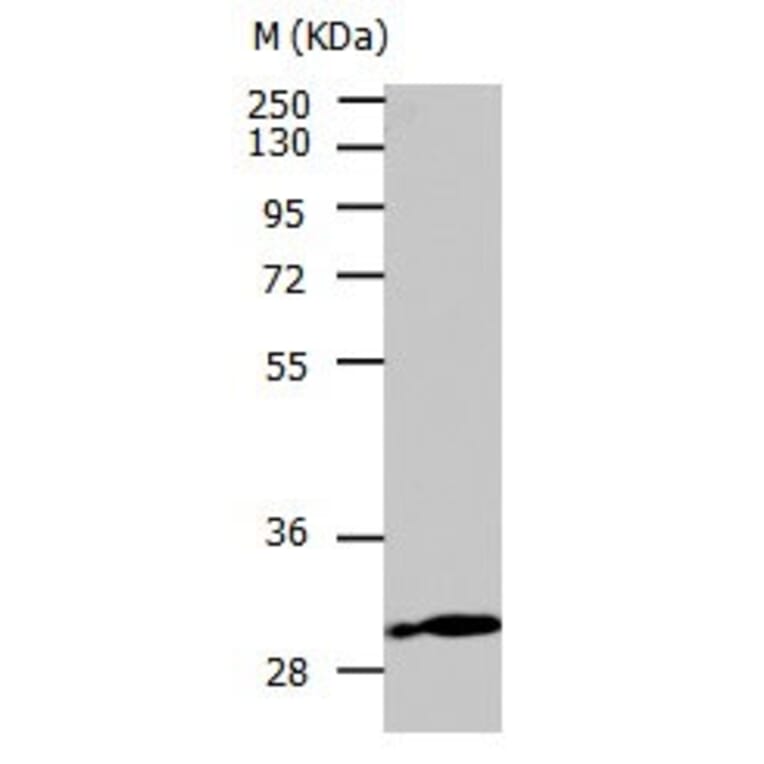 CA3 Antibody from Signalway Antibody (31045) - Antibodies.com