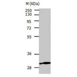 CA3 Antibody from Signalway Antibody (31045) - Antibodies.com