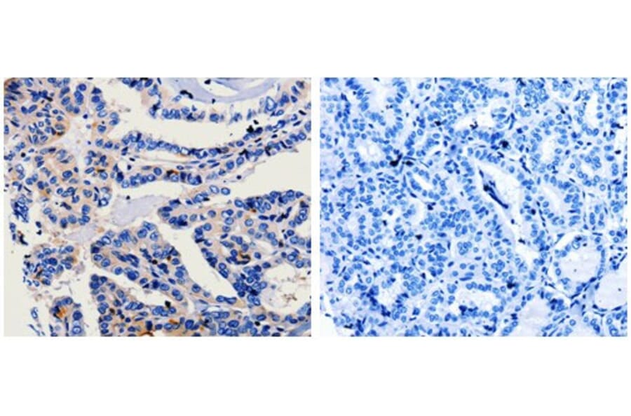 CA3 Antibody from Signalway Antibody (31045) - Antibodies.com